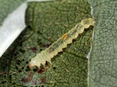 Phyllonorycter robiniella_гусеница_старший-возраст